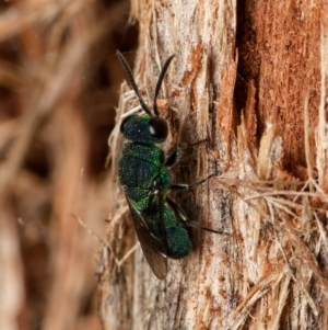 Chrysididae (family) at Downer, ACT - 15 Dec 2023 04:06 PM