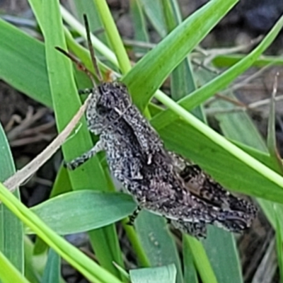 Phaulacridium vittatum (Wingless Grasshopper) at Aranda, ACT - 15 Dec 2023 by trevorpreston