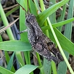 Phaulacridium vittatum at Bruce Ridge to Gossan Hill - 16 Dec 2023