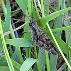 Phaulacridium vittatum at Bruce Ridge to Gossan Hill - 16 Dec 2023