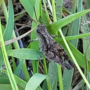 Phaulacridium vittatum at Bruce Ridge to Gossan Hill - 16 Dec 2023