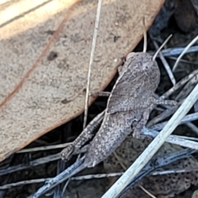 Gastrimargus musicus (Yellow-winged Locust or Grasshopper) at Aranda, ACT - 15 Dec 2023 by trevorpreston