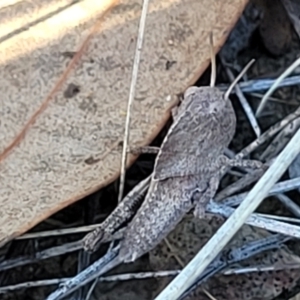 Gastrimargus musicus at Bruce Ridge to Gossan Hill - 16 Dec 2023