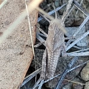 Gastrimargus musicus at Bruce Ridge to Gossan Hill - 16 Dec 2023