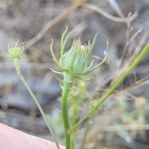 Tolpis barbata at Flea Bog Flat, Bruce - 16 Dec 2023