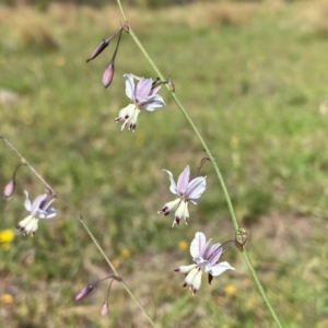 Arthropodium milleflorum at Rob Roy Range - 16 Dec 2023