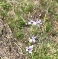 Arthropodium milleflorum at Rob Roy Range - 16 Dec 2023