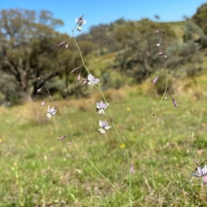 Arthropodium milleflorum at Rob Roy Range - 16 Dec 2023