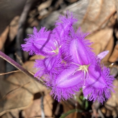 Thysanotus tuberosus subsp. tuberosus (Common Fringe-lily) at Rob Roy Range - 15 Dec 2023 by Shazw