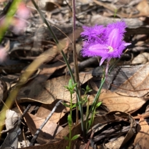 Thysanotus tuberosus subsp. tuberosus at Rob Roy Range - 16 Dec 2023