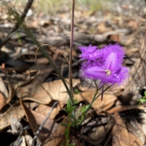 Thysanotus tuberosus subsp. tuberosus at Rob Roy Range - 16 Dec 2023