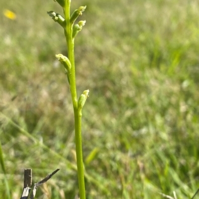 Microtis sp. (Onion Orchid) at Rob Roy Range - 16 Dec 2023 by Shazw