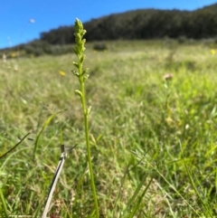 Microtis sp. at Rob Roy Range - suppressed