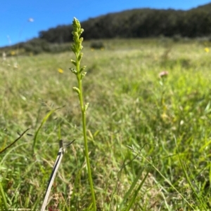 Microtis sp. at Rob Roy Range - suppressed