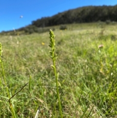 Microtis sp. at Rob Roy Range - suppressed