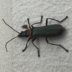 Chauliognathus lugubris at Gungahlin, ACT - 5 Dec 2023