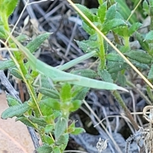 Acrida conica at Bruce Ridge to Gossan Hill - 16 Dec 2023 08:29 AM