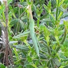 Acrida conica at Bruce Ridge to Gossan Hill - 16 Dec 2023 08:29 AM