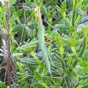 Acrida conica at Bruce Ridge to Gossan Hill - 16 Dec 2023