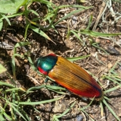 Temognatha affinis (Jewel beetle) at QPRC LGA - 15 Dec 2023 by cherylhodges