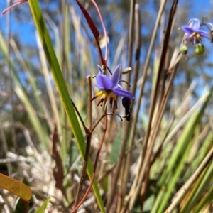 Dianella revoluta var. revoluta at Rob Roy Range - 16 Dec 2023