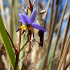 Dianella revoluta var. revoluta at Rob Roy Range - suppressed