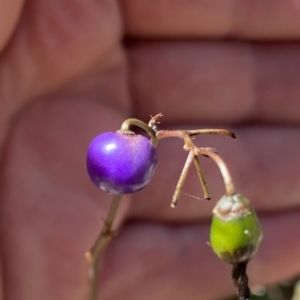 Dianella revoluta var. revoluta at Rob Roy Range - suppressed