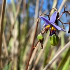 Dianella revoluta var. revoluta at Rob Roy Range - 16 Dec 2023