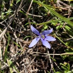 Isotoma fluviatilis subsp. australis at Rob Roy Range - suppressed