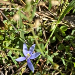 Isotoma fluviatilis subsp. australis at Rob Roy Range - suppressed