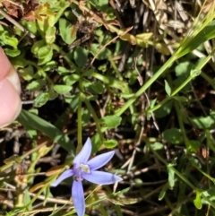 Isotoma fluviatilis subsp. australis at Rob Roy Range - suppressed