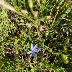 Isotoma fluviatilis subsp. australis at Rob Roy Range - suppressed