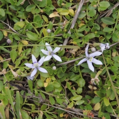 Isotoma fluviatilis subsp. australis (Swamp Isotome) at Bonner, ACT - 4 Nov 2023 by MichaelBedingfield