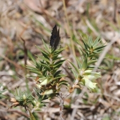 Paralucia spinifera (Bathurst or Purple Copper Butterfly) at Anembo, NSW - 13 Sep 2023 by RAllen