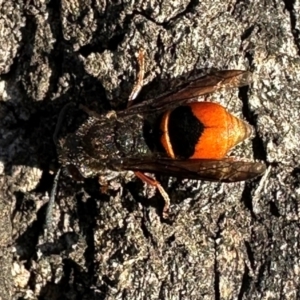 Paralastor sp. (genus) at Mount Ainslie - 14 Dec 2023