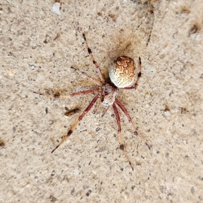 Salsa fuliginata (Sooty Orb-weaver) at QPRC LGA - 16 Dec 2023 by MatthewFrawley