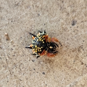 Austracantha minax at QPRC LGA - 16 Dec 2023