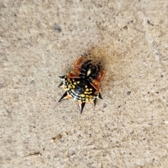 Austracantha minax at QPRC LGA - 16 Dec 2023