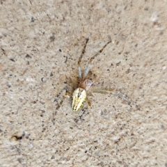 Plebs bradleyi (Enamelled spider) at QPRC LGA - 16 Dec 2023 by MatthewFrawley