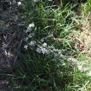 Leptospermum sp. at Lyons, ACT - 15 Dec 2023