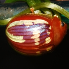 Unidentified Leaf beetle (Chrysomelidae) at Sheldon, QLD - 11 Dec 2023 by PJH123