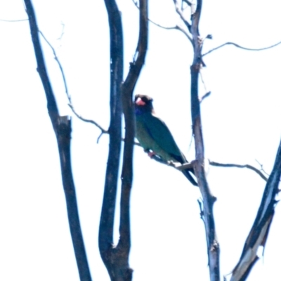 Eurystomus orientalis (Dollarbird) at Belconnen, ACT - 15 Dec 2023 by Thurstan