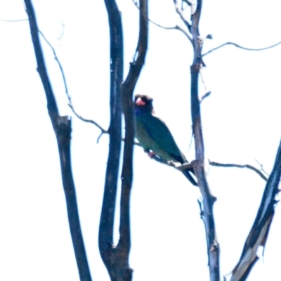 Eurystomus orientalis (Dollarbird) at The Pinnacle - 16 Dec 2023 by Thurstan