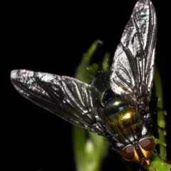 Unidentified True fly (Diptera) at Sheldon, QLD - 11 Dec 2023 by PJH123