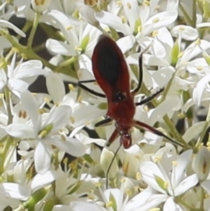 Gminatus australis at Lyons, ACT - 15 Dec 2023