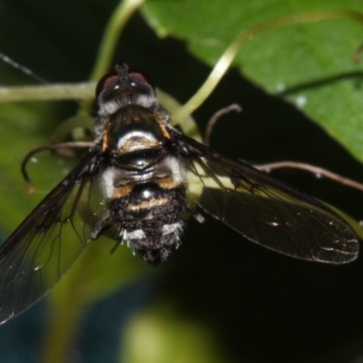 Unidentified True fly (Diptera) at Sheldon, QLD - 12 Dec 2023 by PJH123
