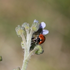 Hippodamia variegata (Spotted Amber Ladybird) at Lyons, ACT - 15 Dec 2023 by ran452