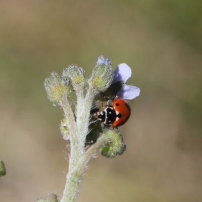 Hippodamia variegata (Spotted Amber Ladybird) at Lyons, ACT - 15 Dec 2023 by ran452