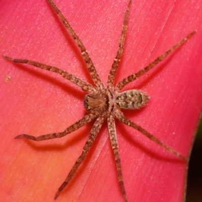 Heteropoda jugulans (Brown Huntsman Spider) at  - suppressed by PJH123
