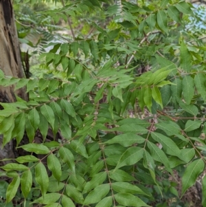 Pistacia chinensis at Pine Island to Point Hut - 16 Dec 2023 01:16 PM